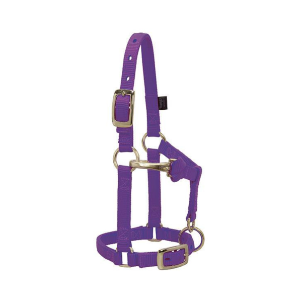 Miniature Horse Adjustable Chin & Throat Snap Halter Fashion - Image 5